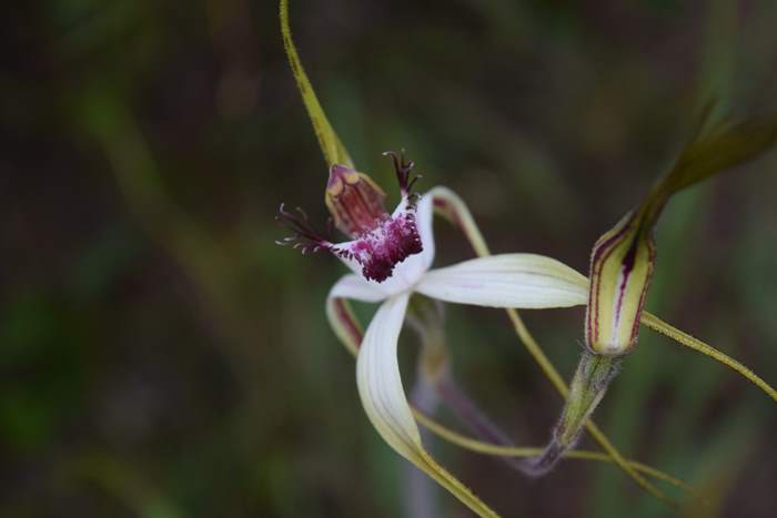 Caladenia - Orchid-spider-0054.JPG